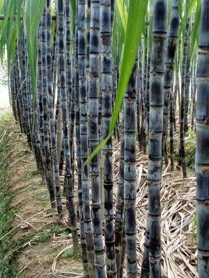 甘蔗属于经济作物吗