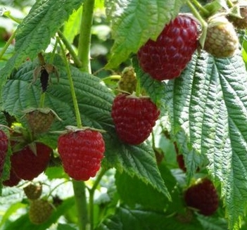 辽宁农村地区适合种植哪些水果树和经济作物呢?--土流网