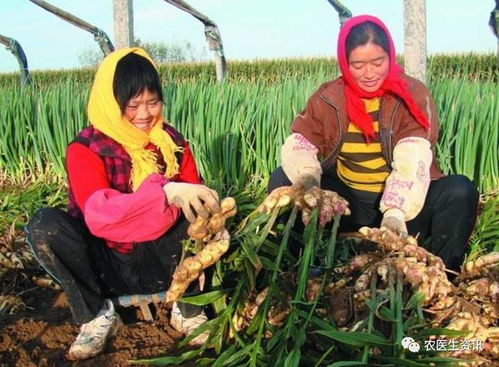 24种最赚钱经济作物,用肥配方大汇总