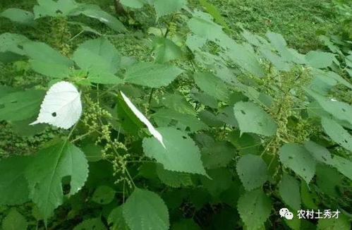 人称 中国草 ,曾是重要经济作物,如今用来喂鱼,做青团是一绝