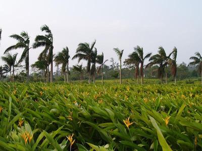 垦区文化之旅:在困难中崛起的桂林洋高校园区_海南农垦_天涯社区