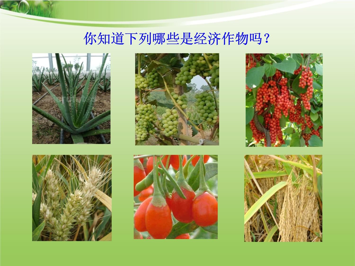 二主要经济作物的分布畜牧业分布 完整版课件