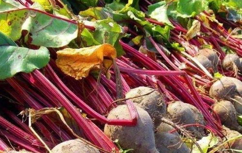 农民们种植的天然蔬菜,含糖量高,如今是经济作物,食用价值高