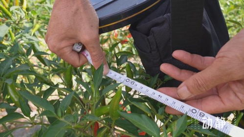 黔东南 奏响丰收 椒 响曲