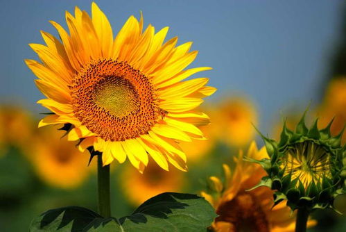 从观赏植物到经济作物,向日葵在中国角色是如何转变的