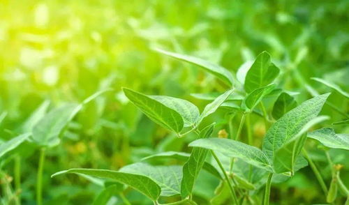 利辛农民 氮 磷 钾,过量使用 后果这么可怕