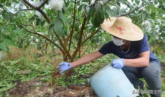 鸡粪,要禁用吗 不正确使用,对经济作物是个 灾难
