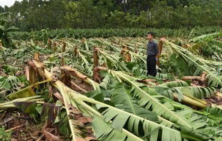 参与有大奖 柑橘应对大风暴雨天,你有什么独门绝技