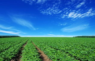 持续低温冷害,农作物生长量不足咋办,专家为您来支招