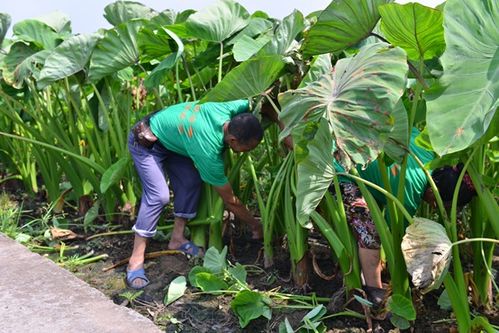 广东农村的六大经济作物,都是农村经济来源的基础