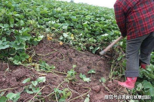 常被误认为转基因,富含花青素,曾在网络上走红,如今却销声匿迹