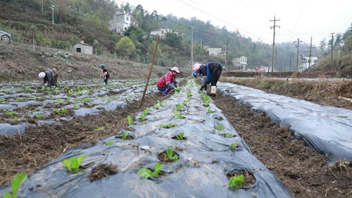 黔南长顺 抢抓时节 累计完成50万余亩经济作物种植