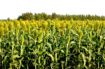 致富的经济作物,一种可持续的农业发展模式