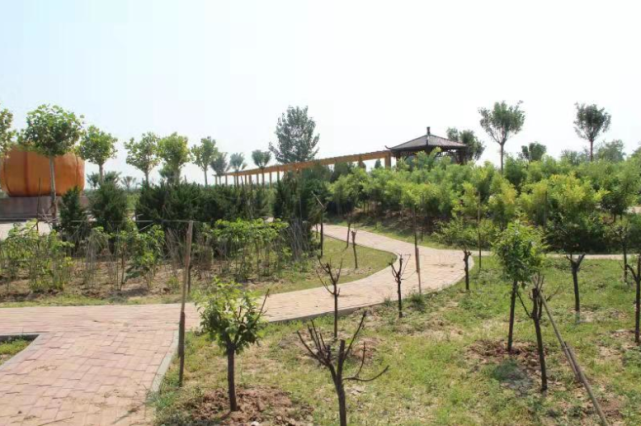 美丽乡愁|乡村绿化美化连载:河北司马庄村