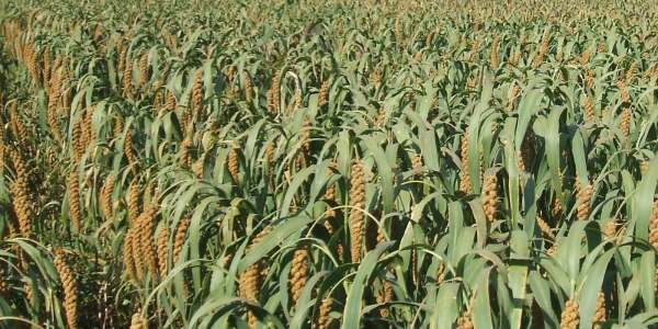 陕西适合种植什么经济作物