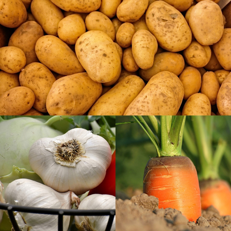 英特普蓝大量元素水溶肥料高氮型促进生长增产抗虫害柑橘芒果用肥