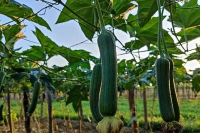 农作物的种类,分为粮食作物、油料作物等7类