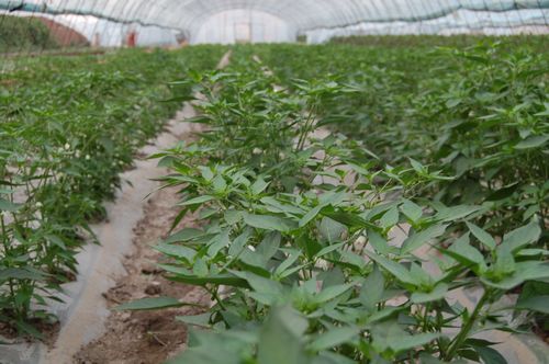 [黑龙江信息港]大庆市大同区果蔬园区长势喜人的棚室经济作物