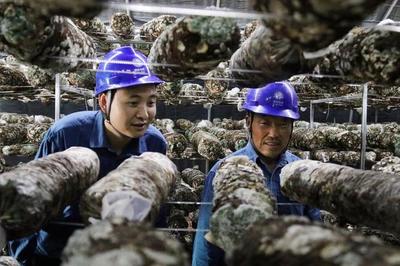 山东兰陵:扁担山村“挑起”致富“筐”