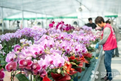 “博士后蝴蝶兰”开出“创新之花”