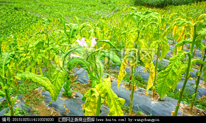 烤烟 兴隆 经济作物