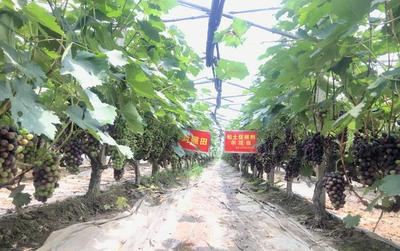 经济作物要高产,土壤改良是关键