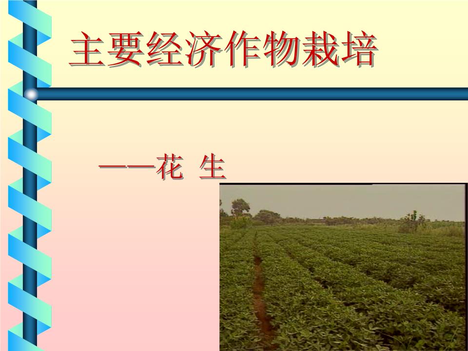 主要经济作物栽培-花生分析