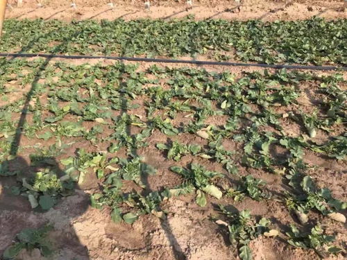 山东巴迪生物 b embc复合微生物酵素在经济作物上的应用