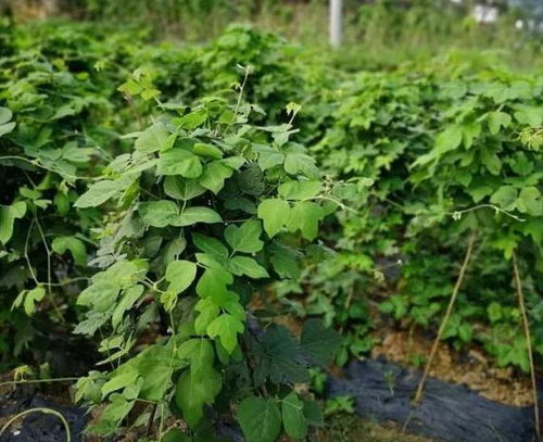 一亩地可赚一万三,种下不管它也长,都说好赚钱,农民却不种