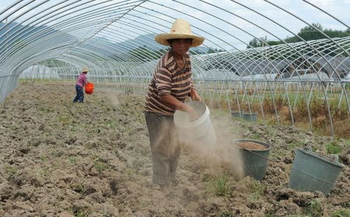 大棚种植经济作物的几个施肥误区,十有八九都在犯,一定要重视