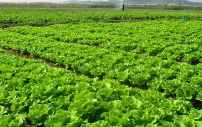 河南设施蔬菜产业发展成效、面临的问题及规划建议