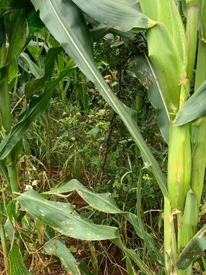 杨梅村农产品及相关产业概述