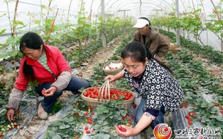 李家沱草莓采摘多少钱-海商网,经济作物和植物产品库
