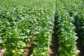 经济作物,烟草田