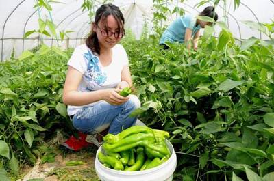 【数据淮安】带你了解2019年淮安市经济作物生产情况