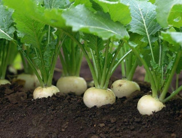白萝卜_经济作物_农业种植_商城_陕西农产品信息网