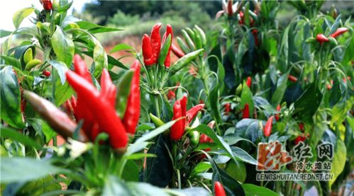 走进我们的小康生活丨冷水滩 跌倒 村支书打了 翻身仗