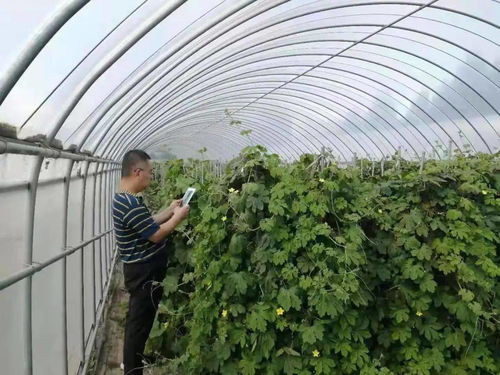 统计教室 多茬蔬菜如何填报 标准答案来了