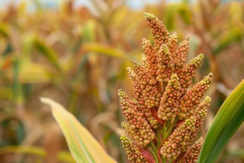 秋收农作物甜高粱 摄影图