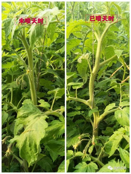 绿色之路天时 地利 作物增产 提质 降残的首先