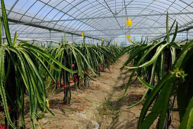 开摘!萧山这片百亩红心火龙果熟了,头一批味道最好