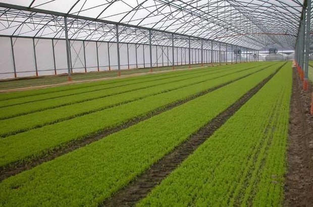 什么是种植园农业?