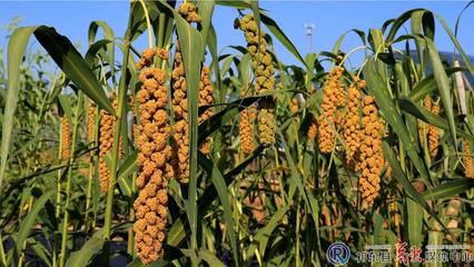 抢救性收集保护 祁东县建成衡阳市首个县级农作物种质资源圃