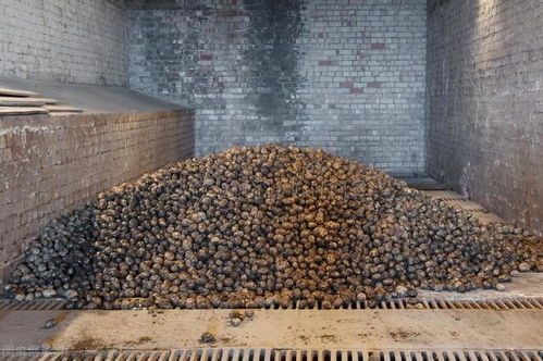 错判行情 数百吨堆成小山,价格跌破五毛,商家还压价,烂市了 土豆 蔬菜 种植 经济作物 网易订阅