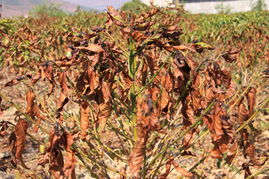 云南省保山市干旱纪实