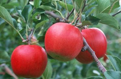 苗生财微量元素水溶肥适合哪些经济作物 小小知识站