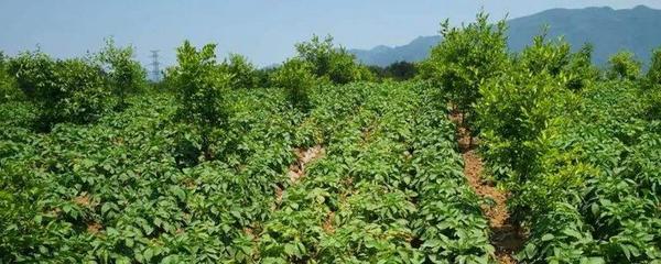 林地可以套种经济作物吗