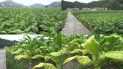 烟草种植青烟烤烟烟田经济作物农村_3840X2160_高清视频素材下载(编号:2568215)_实拍视频