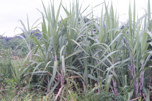 甘蔗,葡萄牙人占领巴西首先大规模种植的经济作物,带来巨额利润