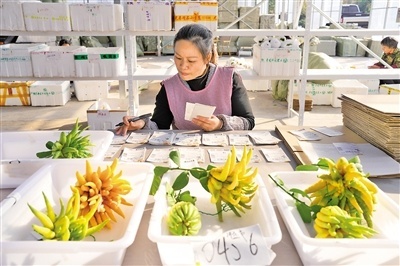 “金佛手”飘香